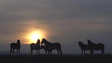 Wild and Yilki Horses Photo Tours